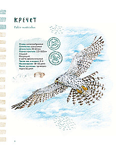 Birds of Kamchatka and the Commander Islands. Where to find and how to recognize